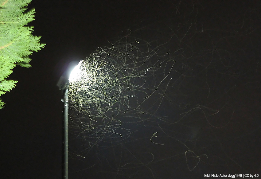 Nachtaktive Insekten an Straßenlaterne | Quelle: Flickr -Autor dbgg1979 / CC by 4.0 - Bild beschnitten