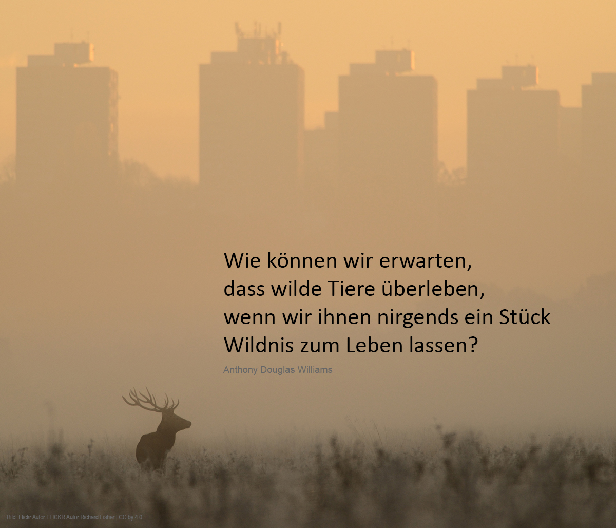 Rothirsch vor Skyline | FLICKR Autor Richard Fisher https://www.flickr.com/photos/richardfisher/8197768896/ Unter CC by 4.0 Lizenz - unverändert; Text hinzugefügt https://creativecommons.org/licenses/by/4.0/deed.de