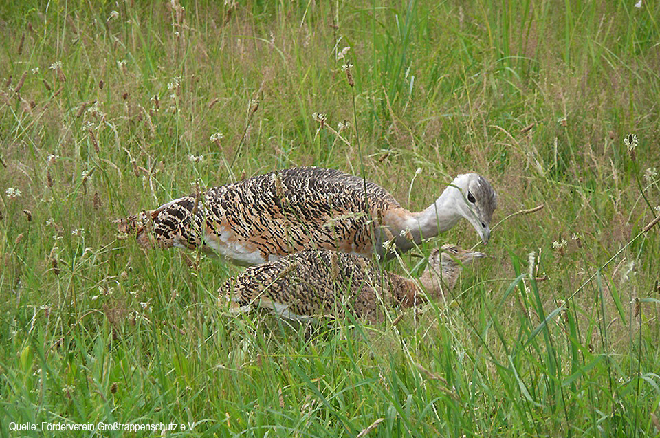 grosstrappen_henne_kueken